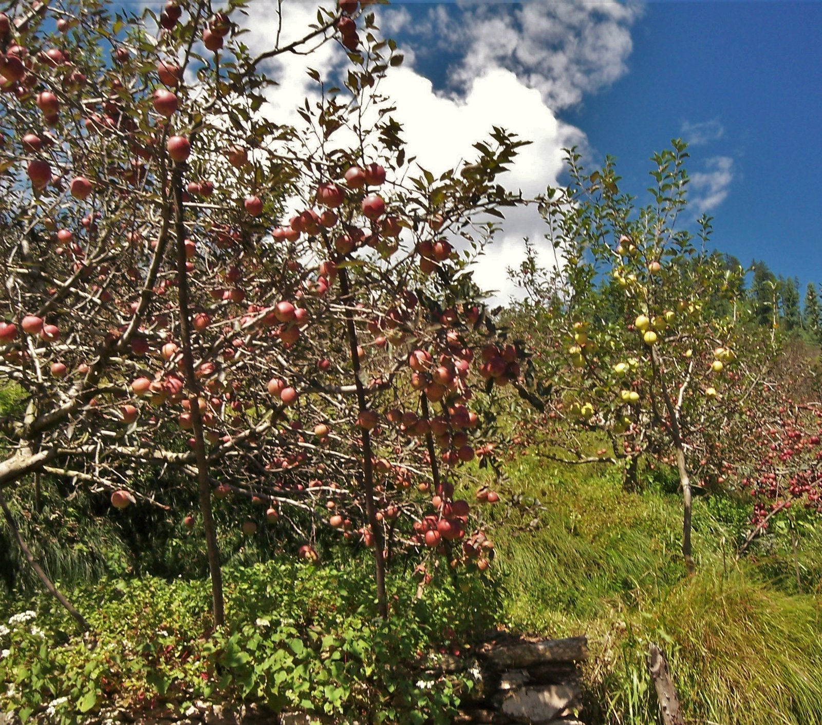4. Apple farm-1