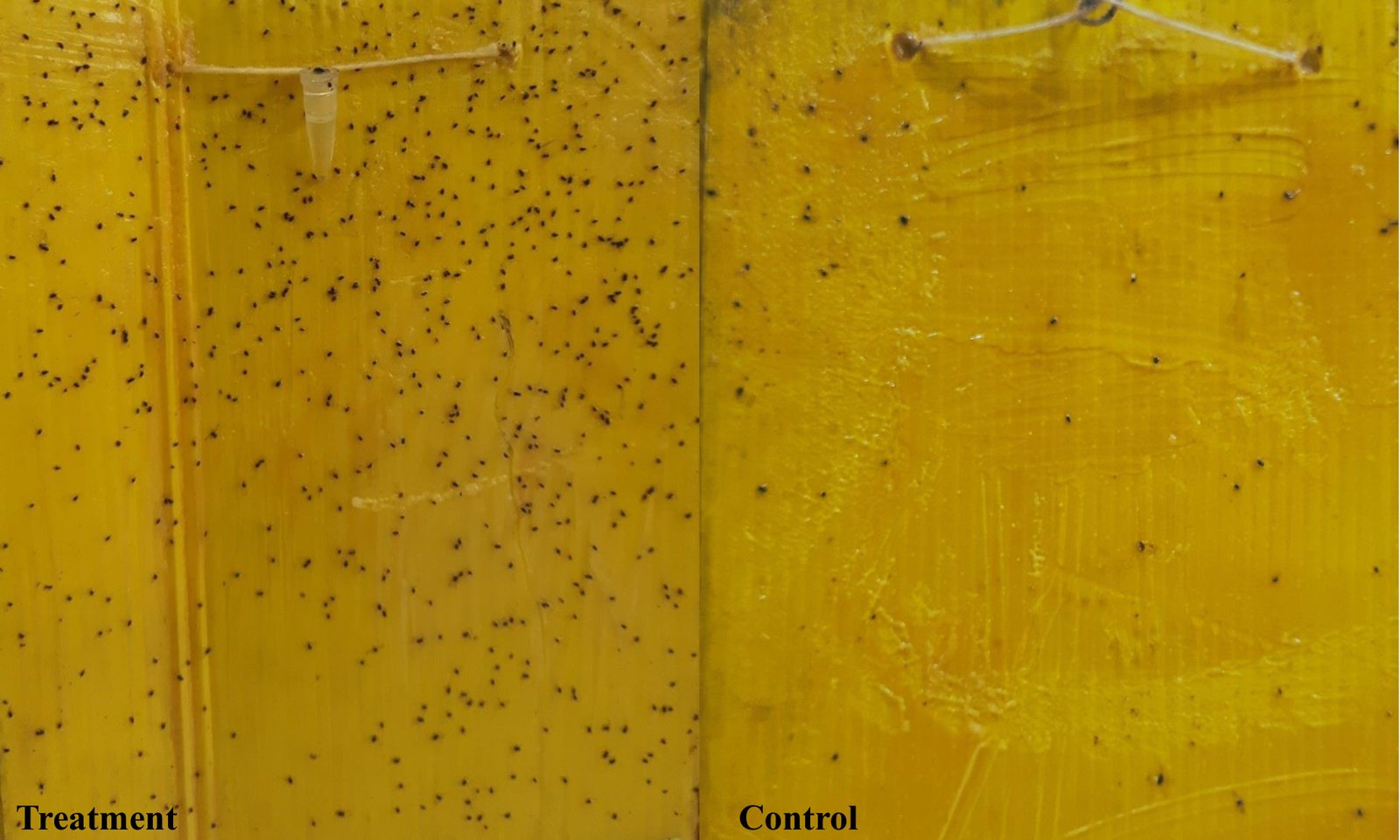 Close-up of yellow sticky traps from earlier experiments at ICAR–CPRI RS, Modipuram: a trap fitted with the lure (right) and a trap without the lure (left). The trap with the lure shows visibly more aphids captured on the sticky surface.