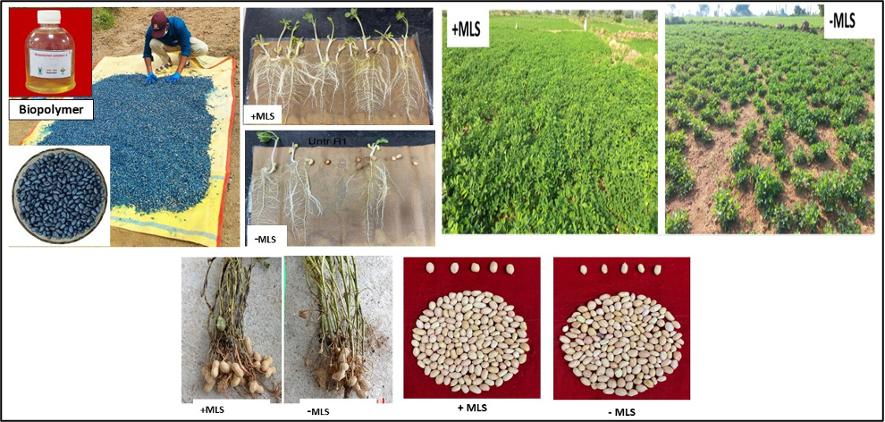 Effects of Multilayer Seed Treatment (MLS) on Seed Germination, Seedling Growth and Field Establishment under farmers’ fields (-MLS indicates- existing farmer's practice).