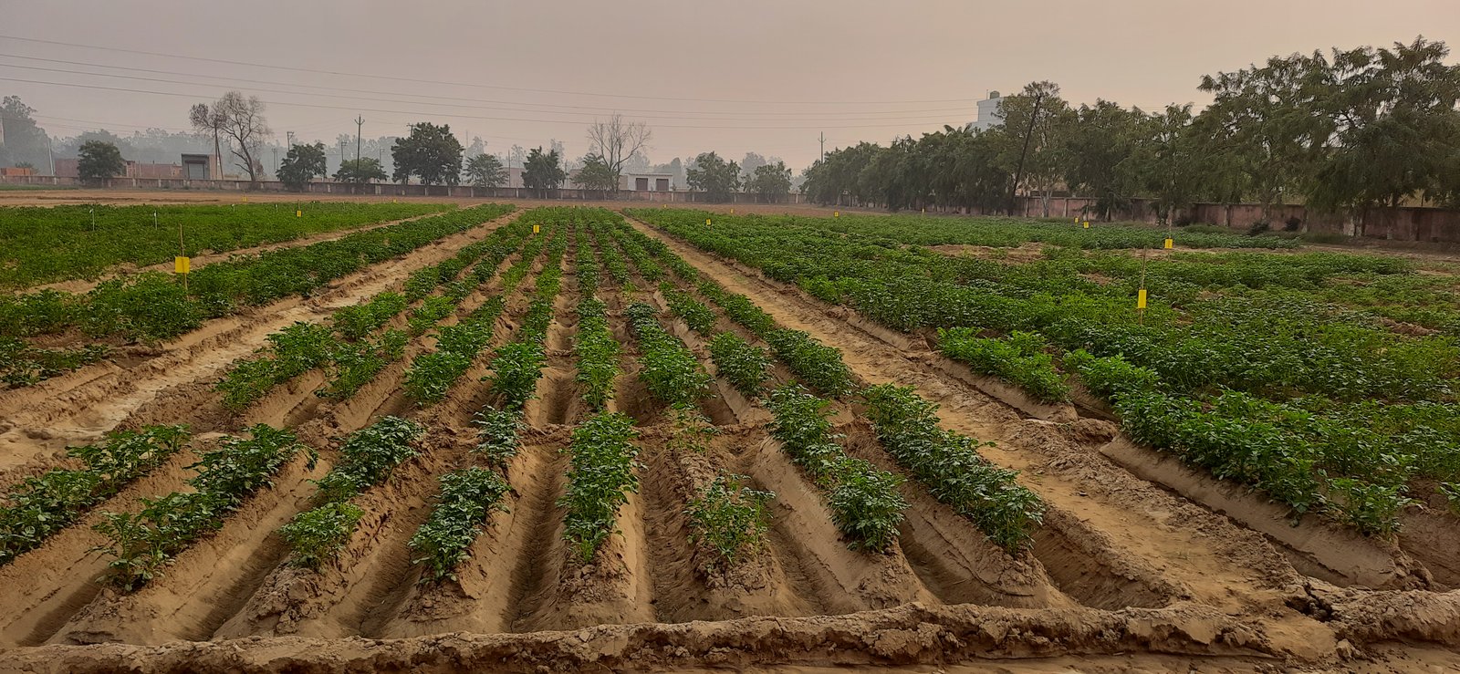 Yellow sticky traps installed on stakes among potato rows in an experimental field at ICAR–CPRI RS, Modipuram, used to monitor winged aphids.