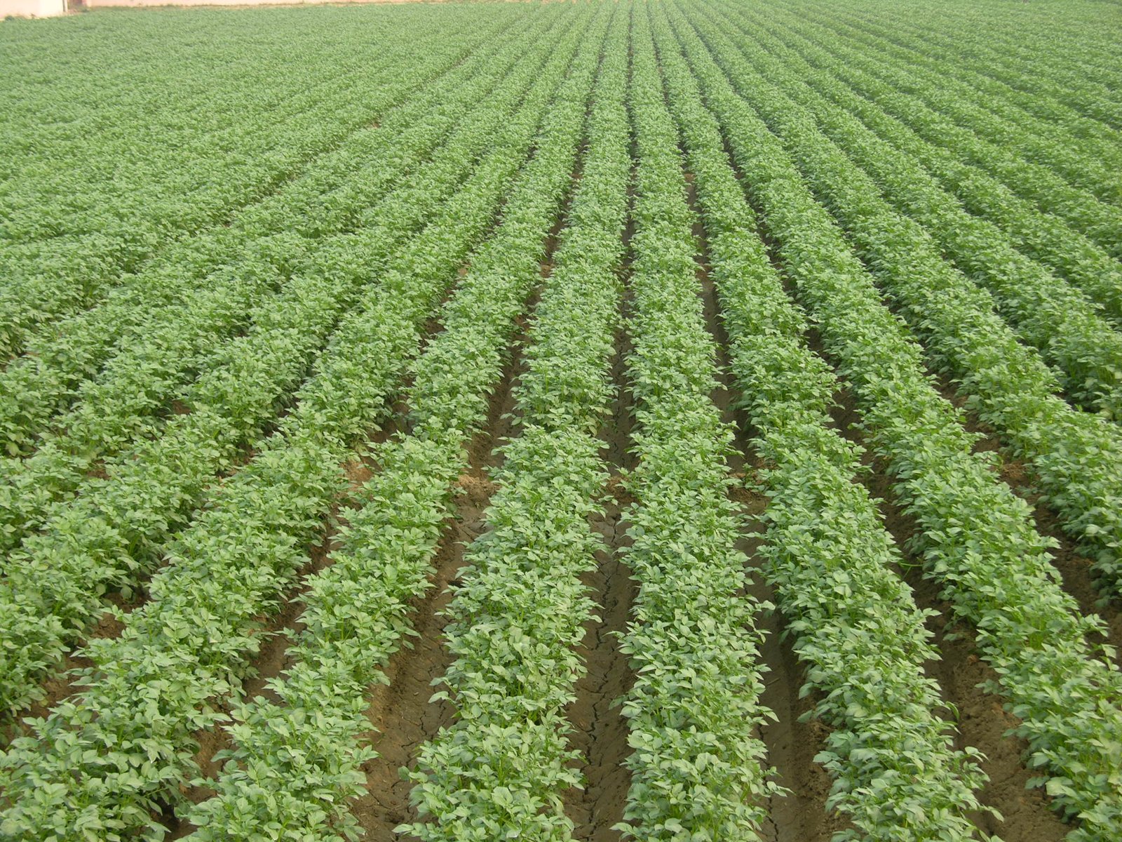 Potato seed production field at ICAR–CPRI RS Modipuram.